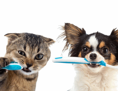 CAMPAÑA DE SALUD DENTAL – NOVIEMBRE