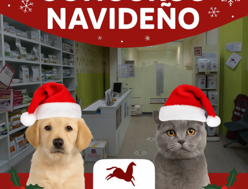 🎄 Concurso Navideño: ¡Celebra la Navidad con tu mascota!