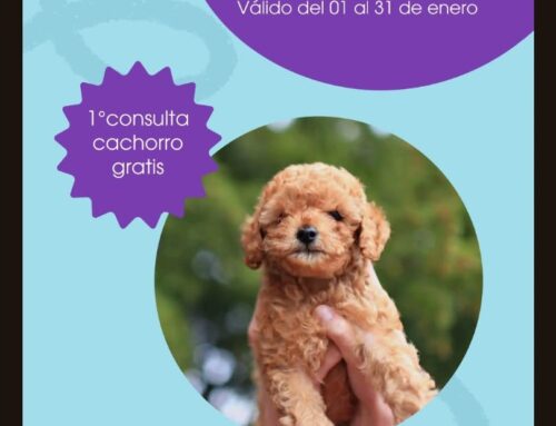🐶 Primera consulta de cachorro GRATIS en Albacete | Clínica Veterinaria Al-Beitar