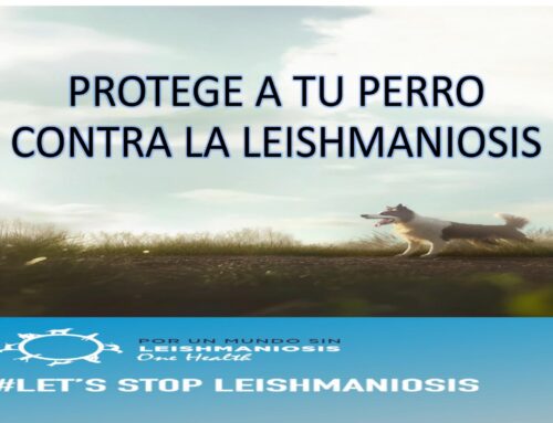 🐶 MARZO: Mes de la Prevención y Diagnóstico Precoz de la Leishmaniosis