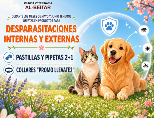 Protege a tu perro y gato esta primavera: campaña de desparasitación en Clínica Veterinaria Al-Beitar