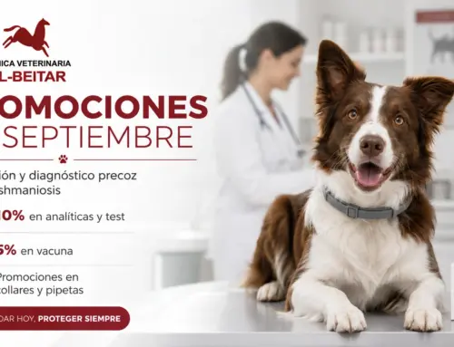 Septiembre: prevención y diagnóstico precoz de la leishmaniosis en Albacete